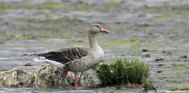 首次发现!广州南沙湿地迎来“稀客” 首次发现!广州南沙湿地迎来“稀客”