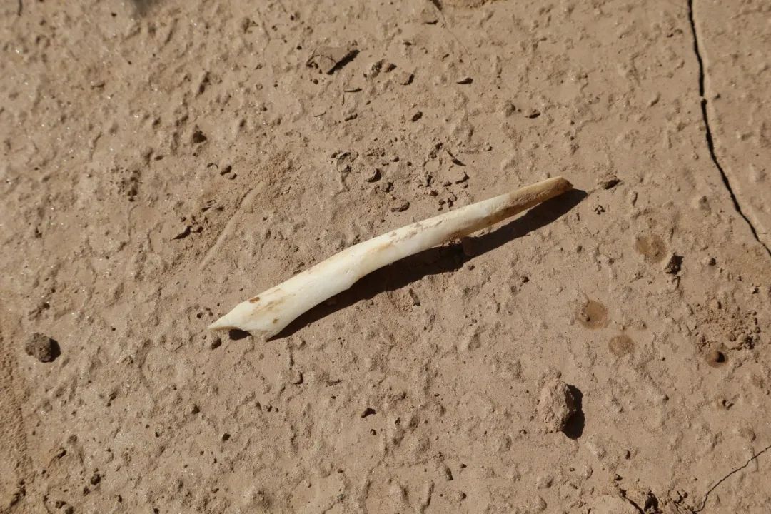 陕西又发现一座龙山时代早期大型石城遗址！距今4500年