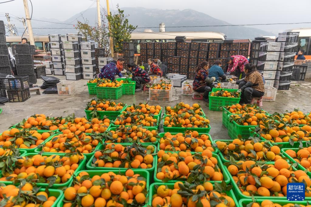 重庆：奉节脐橙陆续上市