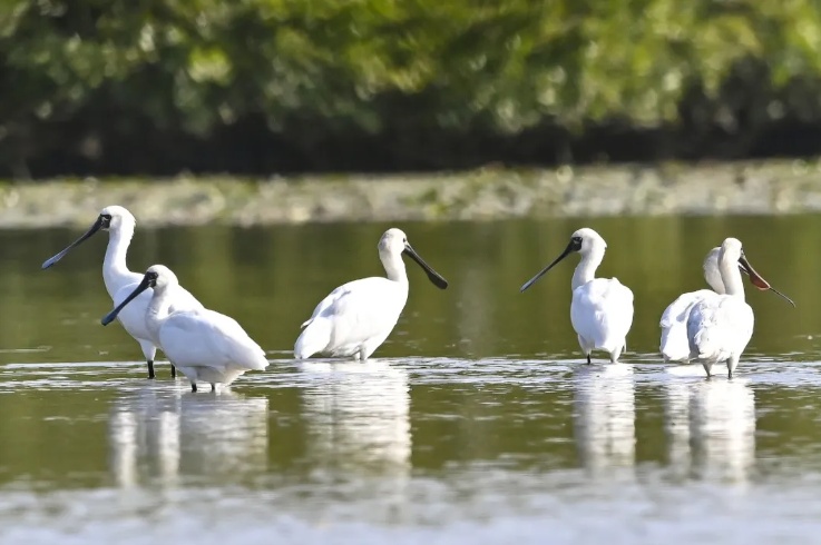 首次发现!广州南沙湿地迎来“稀客” 首次发现!广州南沙湿地迎来“稀客”