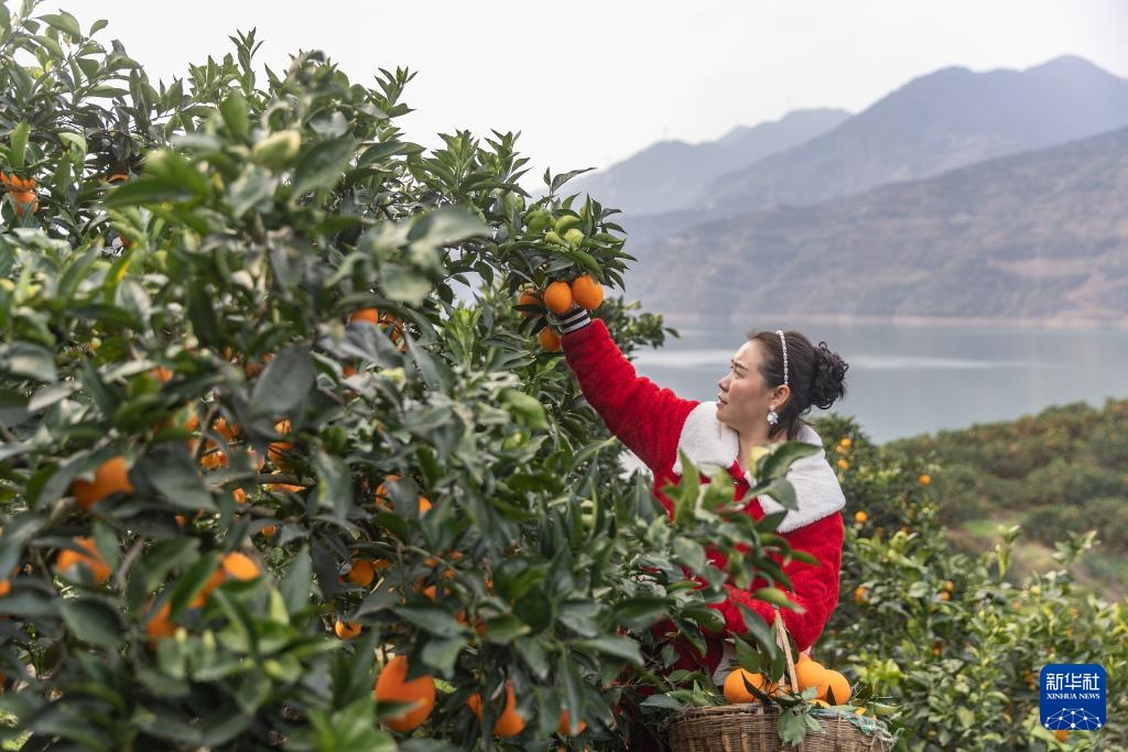 重庆：奉节脐橙陆续上市