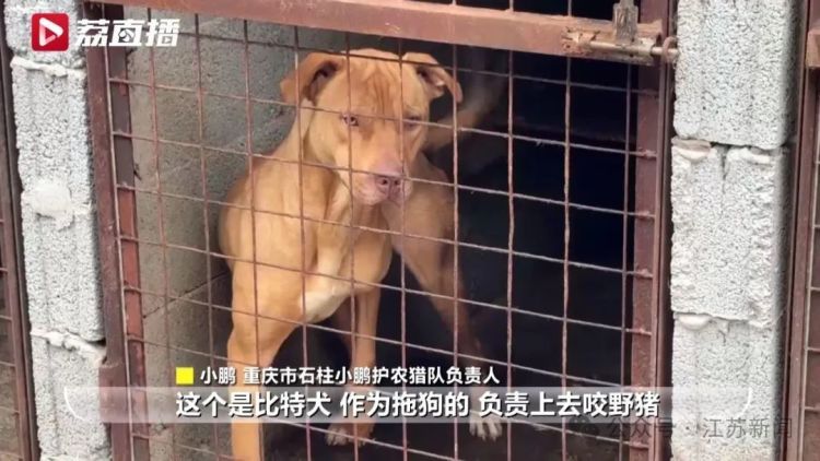 已捕超1000头！民间捕猎队贴钱抓野猪，靠直播带货反哺