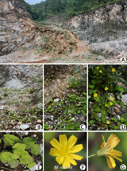 四川发现一植物新种 四川发现一植物新种