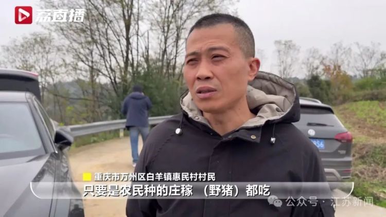 已捕超1000头！民间捕猎队贴钱抓野猪，靠直播带货反哺