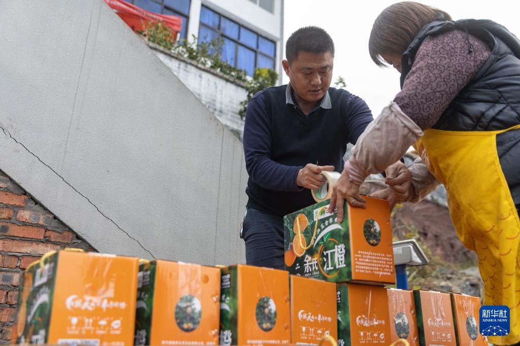 重庆：奉节脐橙陆续上市