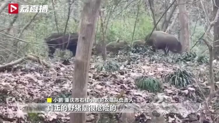 已捕超1000头！民间捕猎队贴钱抓野猪，靠直播带货反哺