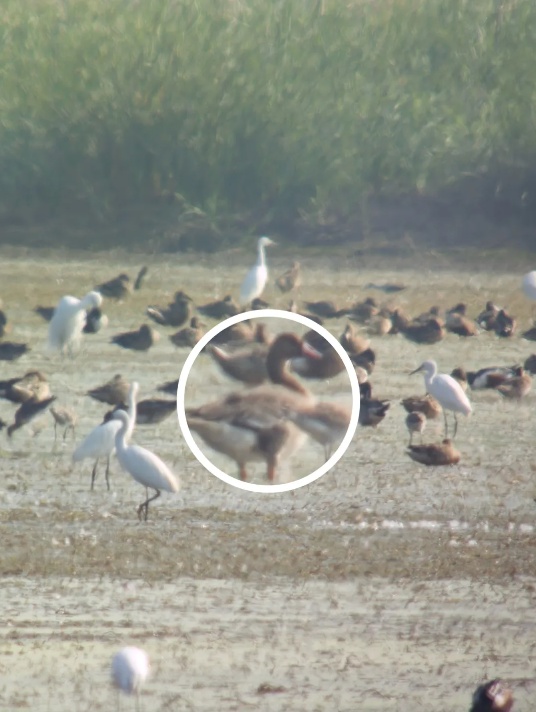 首次发现!广州南沙湿地迎来“稀客” 首次发现!广州南沙湿地迎来“稀客”