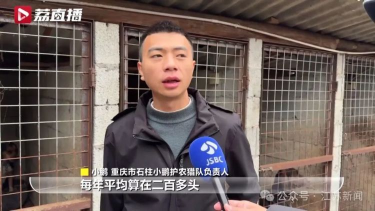 已捕超1000头！民间捕猎队贴钱抓野猪，靠直播带货反哺