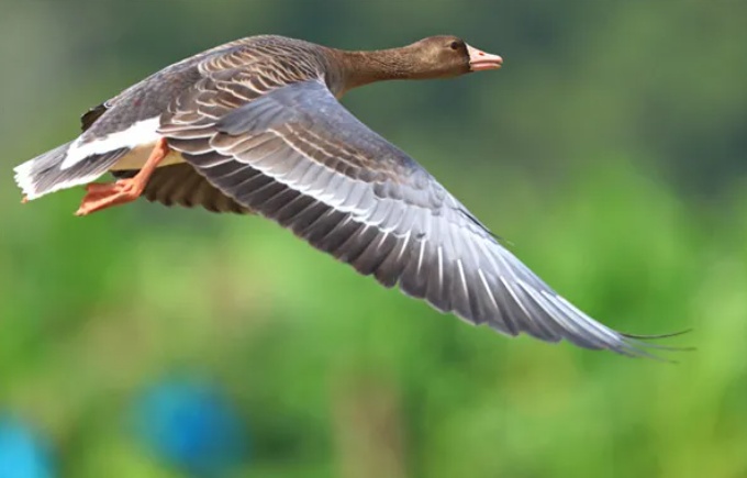 首次发现!广州南沙湿地迎来“稀客” 首次发现!广州南沙湿地迎来“稀客”