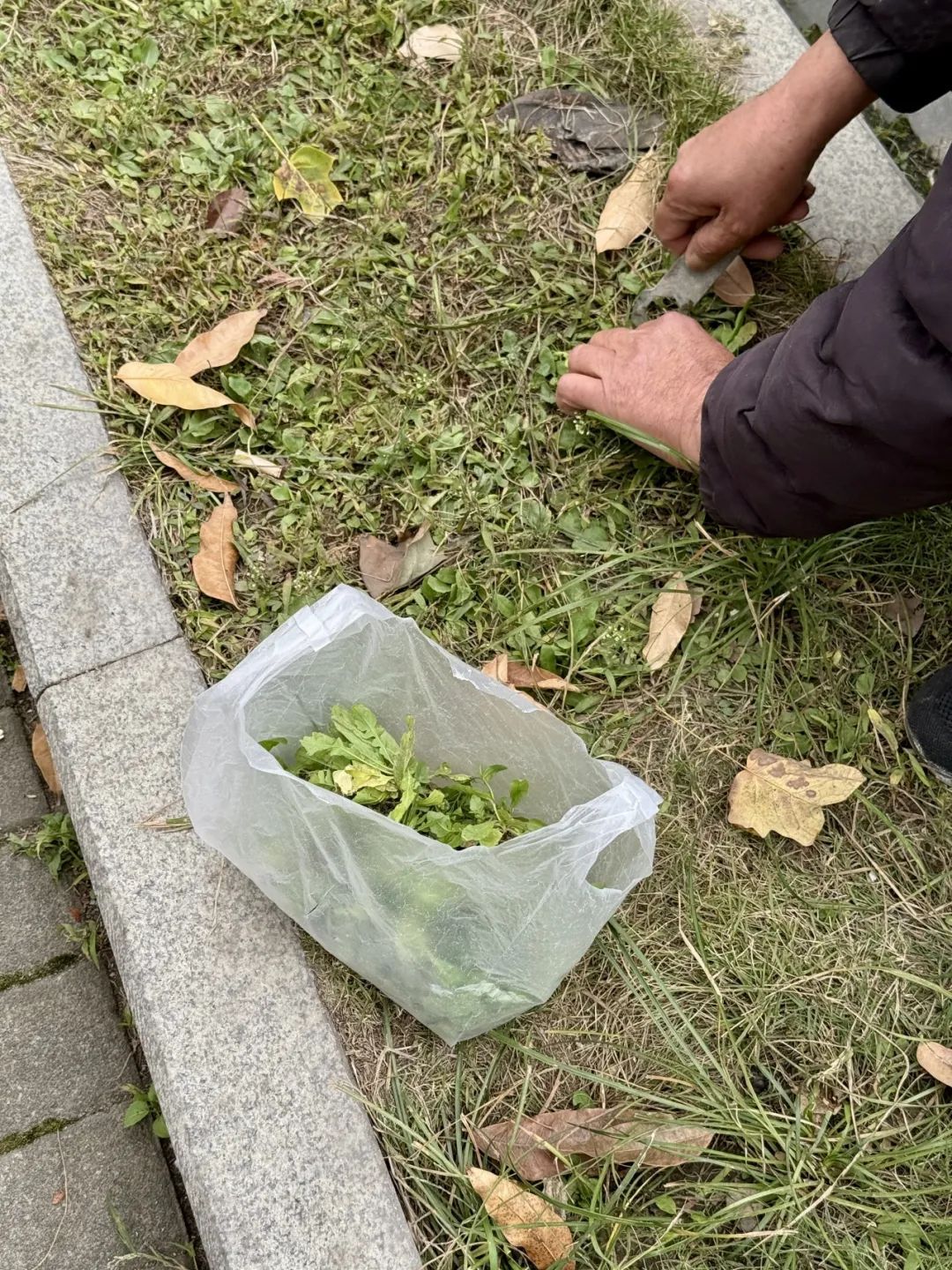 买不到的！最近杭州不少人迷上在路边“白捡”它......