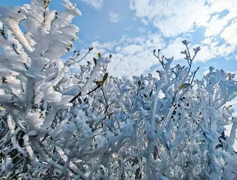 挂冰了!广东一地出现冰挂雾凇!这些区域将有5℃及以下低温...... 挂冰了!广东一地出现冰挂雾凇!这些区域将有5℃及以下低温......