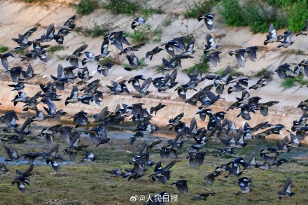 鸟儿电线杆上排排坐犹如五线谱