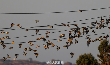 鸟儿电线杆上排排坐犹如五线谱