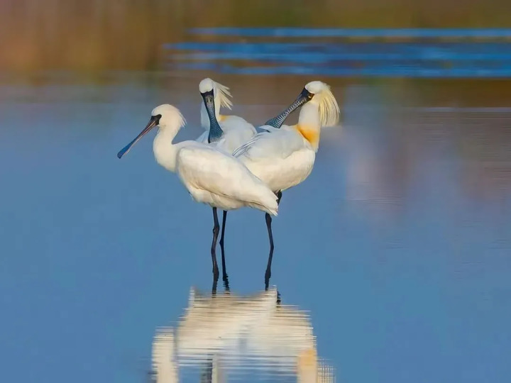罕见!“游禽之王”疣鼻天鹅来南通啦! 罕见!“游禽之王”疣鼻天鹅来南通啦!