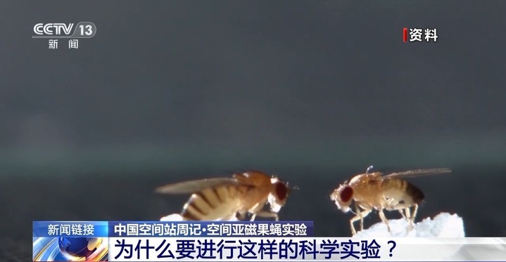 果蝇实验进展如何？“智能管家”有何妙用？来看神十九乘组周记
