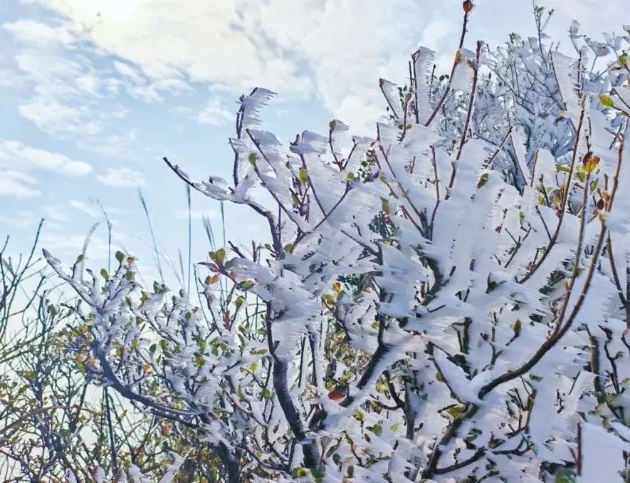 挂冰了!广东一地出现冰挂雾凇!这些区域将有5℃及以下低温...... 挂冰了!广东一地出现冰挂雾凇!这些区域将有5℃及以下低温......