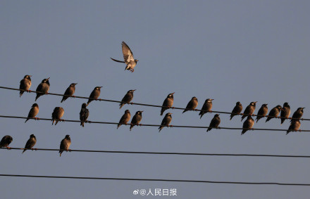 鸟儿电线杆上排排坐犹如五线谱