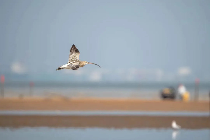 罕见!“游禽之王”疣鼻天鹅来南通啦! 罕见!“游禽之王”疣鼻天鹅来南通啦!