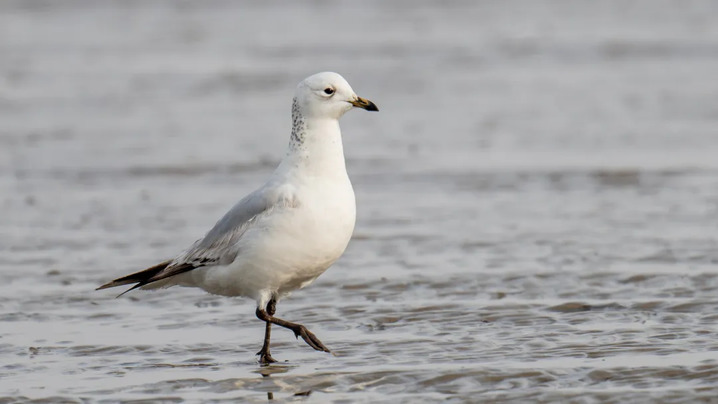 罕见!“游禽之王”疣鼻天鹅来南通啦! 罕见!“游禽之王”疣鼻天鹅来南通啦!