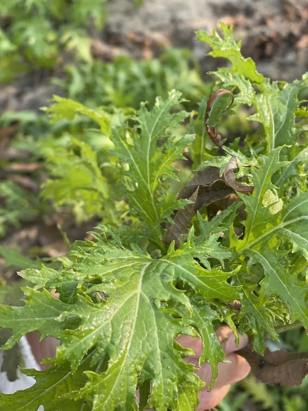 刚刚拍下！阜阳坝埂、田间忽然来了一批人！ 在干啥？