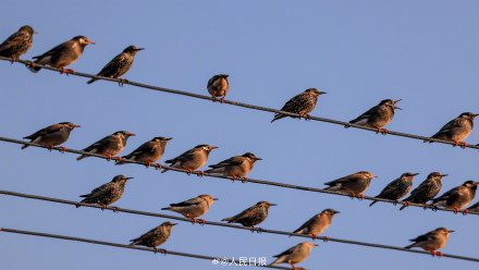 鸟儿电线杆上排排坐犹如五线谱