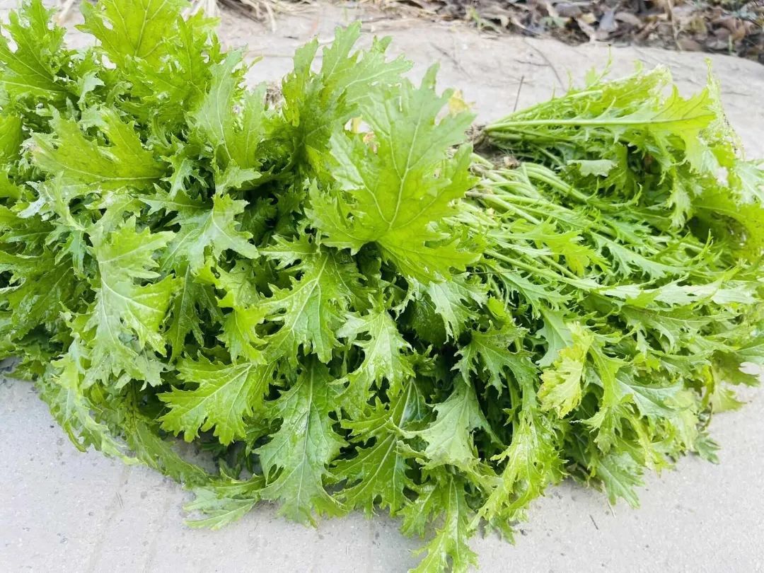 刚刚拍下！阜阳坝埂、田间忽然来了一批人！ 在干啥？