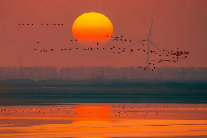 罕见!“游禽之王”疣鼻天鹅来南通啦! 罕见!“游禽之王”疣鼻天鹅来南通啦!