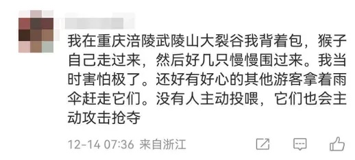 猴子抢包，遭游客“胖揍”！景区回应