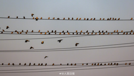 鸟儿电线杆上排排坐犹如五线谱