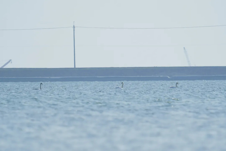 罕见!“游禽之王”疣鼻天鹅来南通啦! 罕见!“游禽之王”疣鼻天鹅来南通啦!