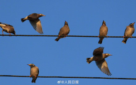 鸟儿电线杆上排排坐犹如五线谱