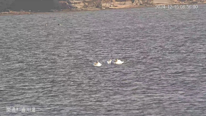 罕见!“游禽之王”疣鼻天鹅来南通啦! 罕见!“游禽之王”疣鼻天鹅来南通啦!