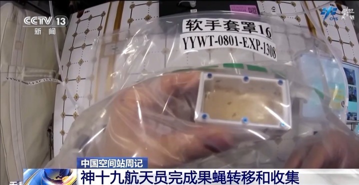 果蝇实验进展如何？“智能管家”有何妙用？来看神十九乘组周记