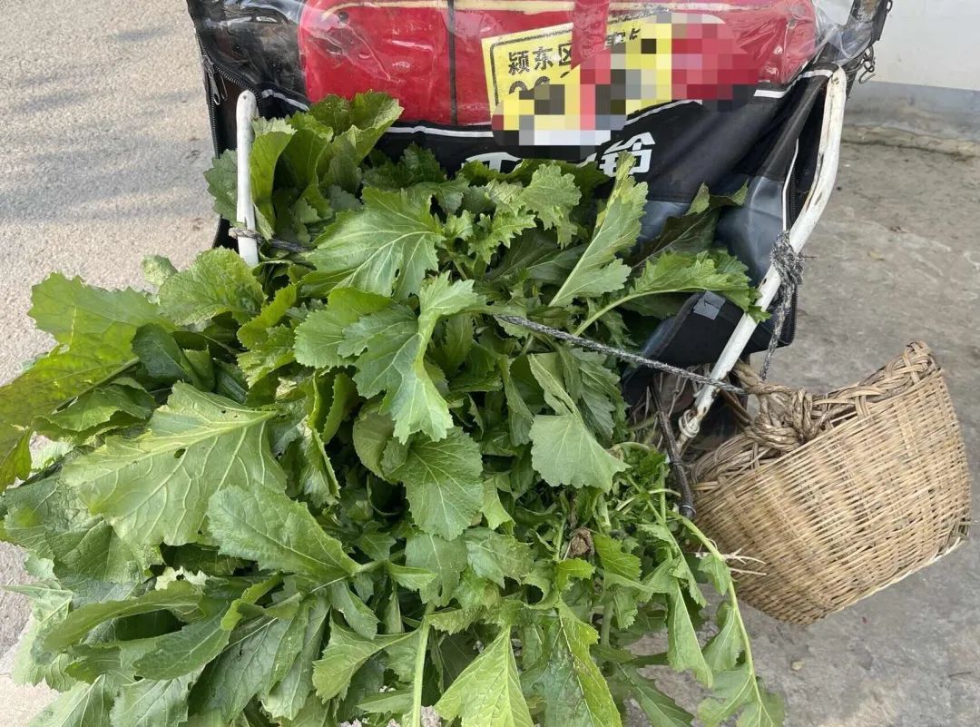 刚刚拍下！阜阳坝埂、田间忽然来了一批人！ 在干啥？