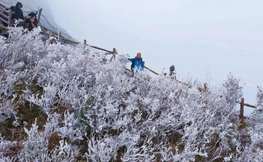 挂冰了!广东一地出现冰挂雾凇!这些区域将有5℃及以下低温...... 挂冰了!广东一地出现冰挂雾凇!这些区域将有5℃及以下低温......
