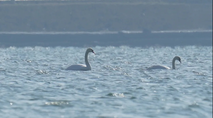罕见!“游禽之王”疣鼻天鹅来南通啦! 罕见!“游禽之王”疣鼻天鹅来南通啦!
