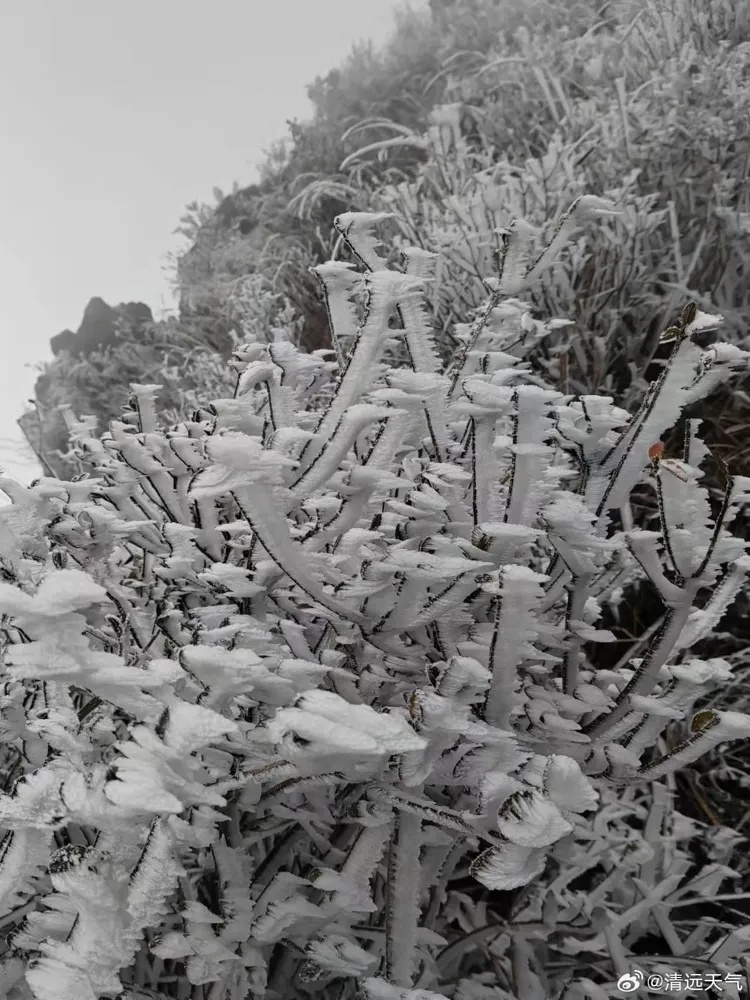 冻到结冰!或许你度过了广州今年下半年以来最冷早晨…… 冻到结冰!或许你度过了广州今年下半年以来最冷早晨……