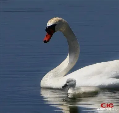 罕见!“游禽之王”疣鼻天鹅来南通啦! 罕见!“游禽之王”疣鼻天鹅来南通啦!