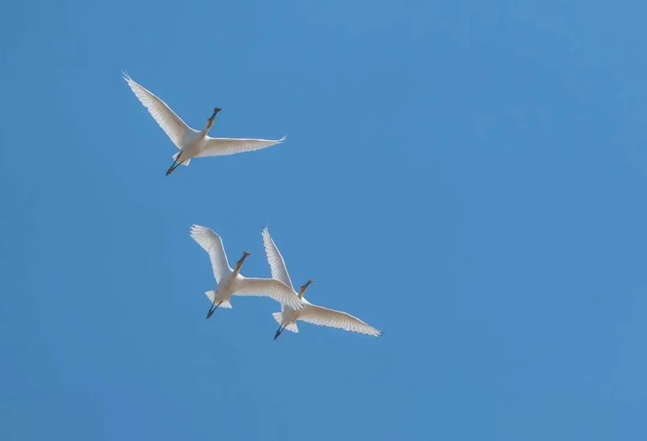 罕见!“游禽之王”疣鼻天鹅来南通啦! 罕见!“游禽之王”疣鼻天鹅来南通啦!