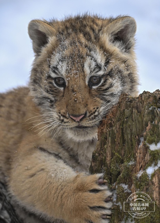 长白山“三胞胎”虎仔宝宝“出山”啦！