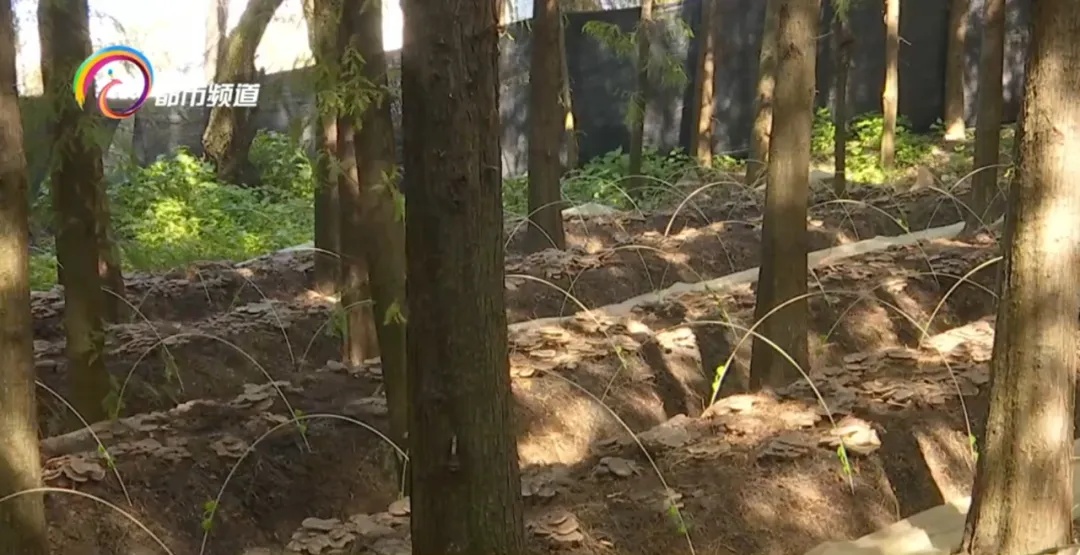 这种菌子有五种“味道”，在冬天里生长，云南的吃货有福了！