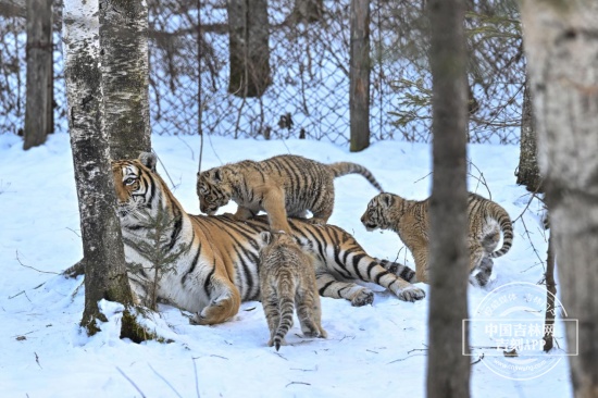 长白山“三胞胎”虎仔宝宝“出山”啦！