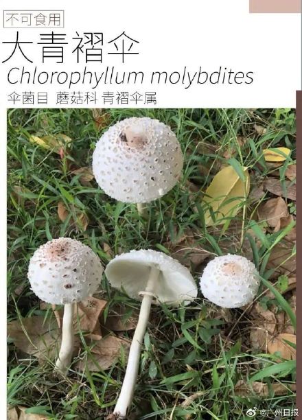 提醒！如何预防野生菌中毒？