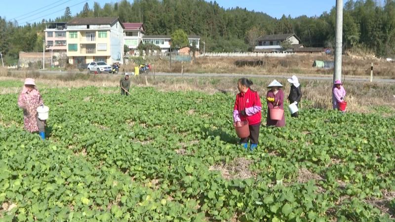 江西黎川：落实防寒抗冻工作 构建冬季保供“安全屏障”