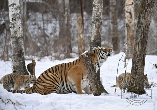 长白山“三胞胎”虎仔宝宝“出山”啦！