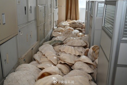 8人卖濒危野生动物制品被抓