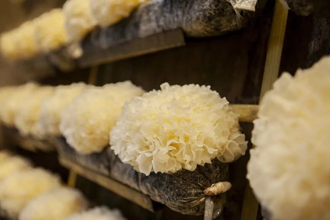 冬季干燥,养肺很重要,这种食材喉咙舒坦、滋阴润肺,好处真不少~ 冬季干燥,养肺很重要,这种食材喉咙舒坦、滋阴润肺,好处真不少~