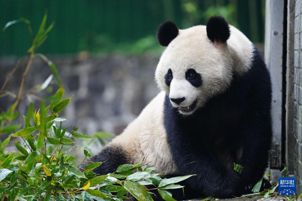 多名官员发声欢迎，期待带来旅游红利，澳大利亚喜迎新一对大熊猫