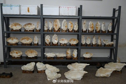 8人卖濒危野生动物制品被抓