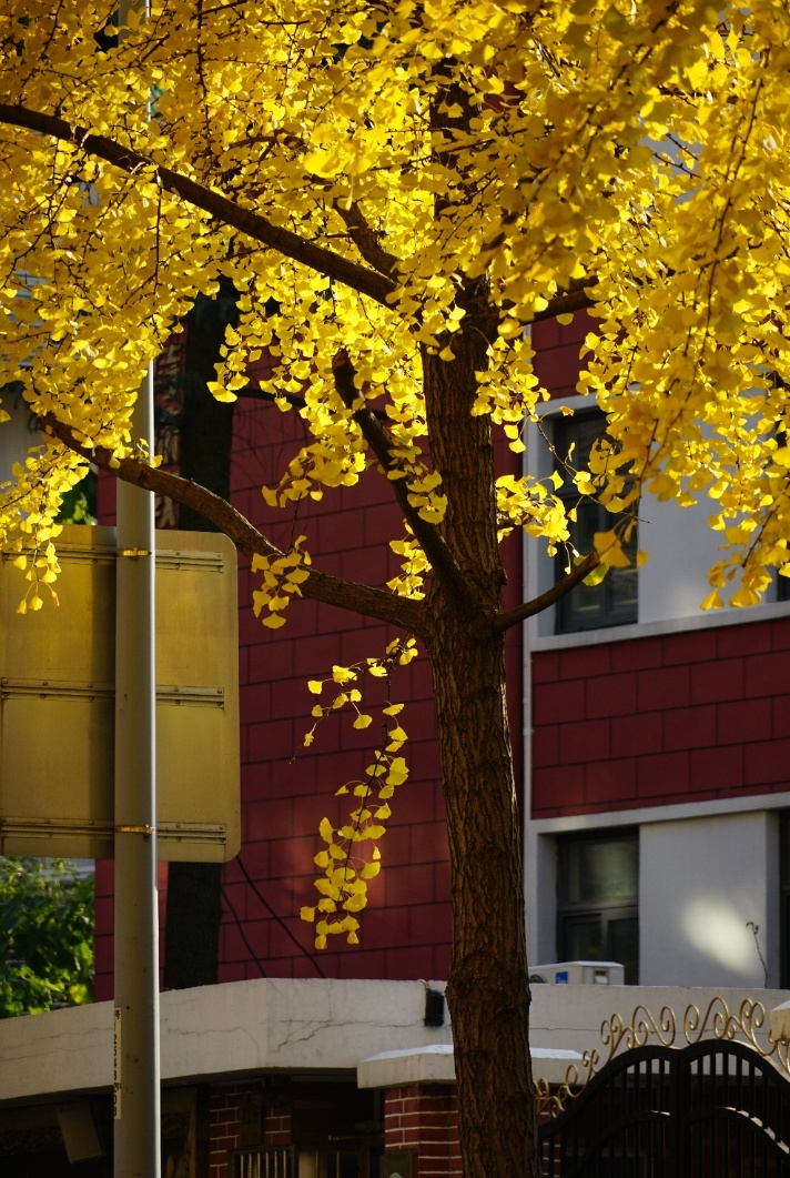 上海发布空气重污染黄色预警，启动Ⅲ级应急响应！明天仍有有轻度霾，注意防护